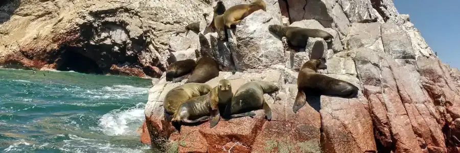 Paquetes escolares a Ica y Paracas